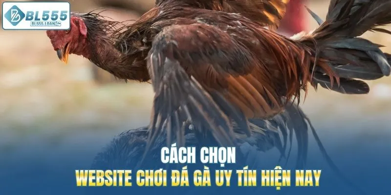 cách chọn website chơi đá gà