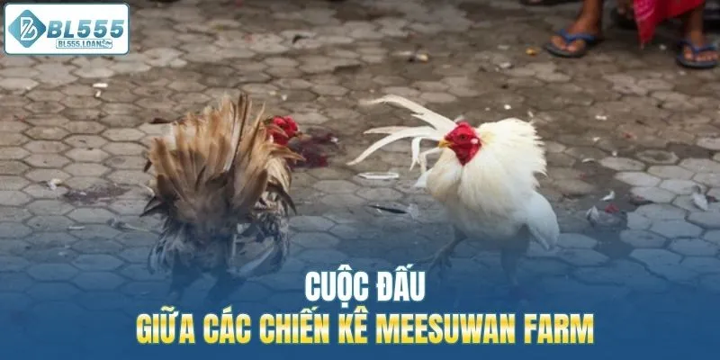 cuộc đấu giữa các chiến kê 
