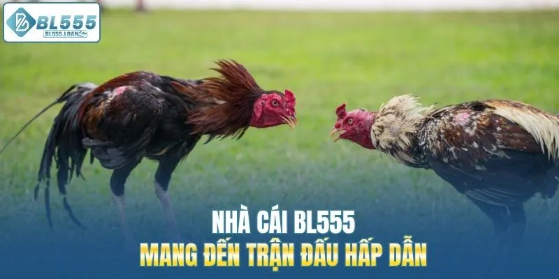 nhà cái bl555 những trânh đấu hấp dẫn