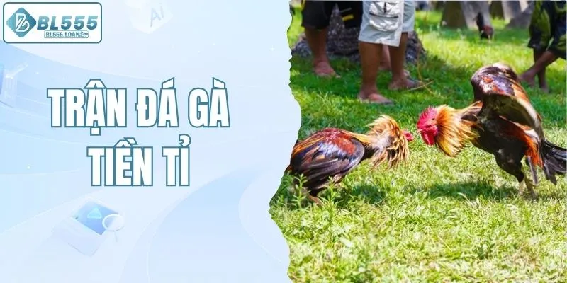 những trận đá gà tiền tỉ kịch tính